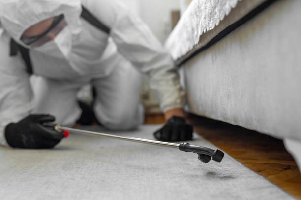 Professional Bed Bug Control technician working in West Miami, FL